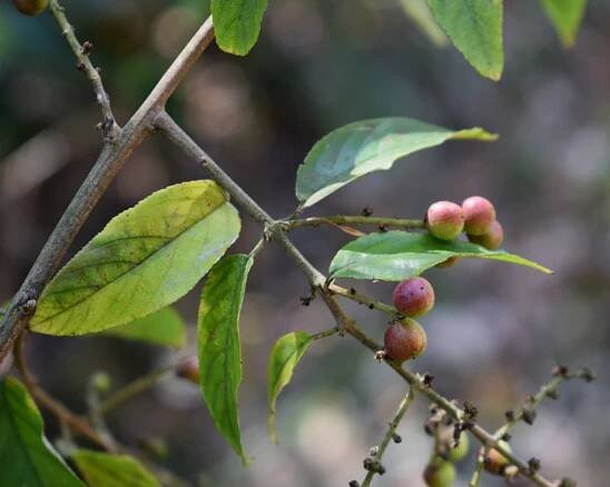 Sageretia thea – eFlora of India