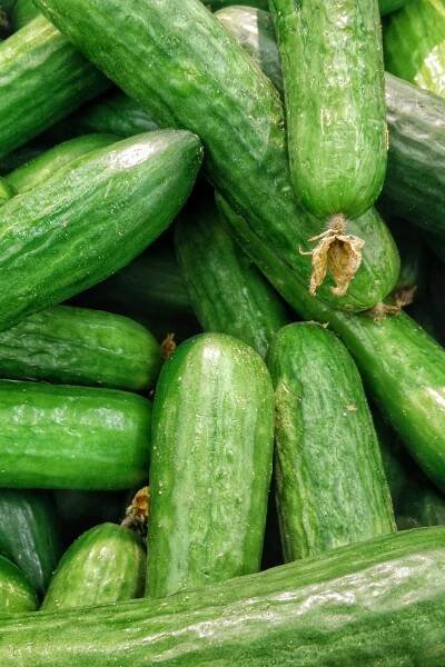 Harvesting Cucumbers the Right Way