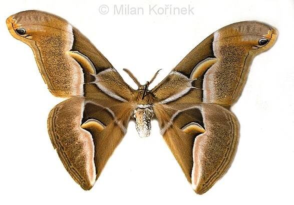 Samia cynthia walkeri (martináč pajasanový) | BioLib.cz