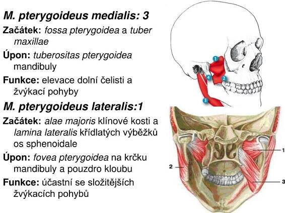 PPT - Svalová soustava PowerPoint Presentation, free download - ID:5089181