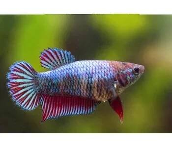 Bojovnice pestrá samice F - Betta splendens female