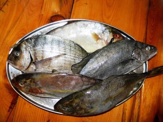 Fresh Fish and Sea Food Konoba Skojera Lobster