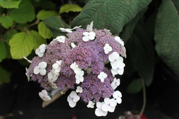 Hortenzie drsná 'Macrophylla'