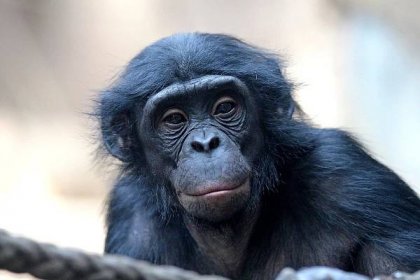 The Pygmy chimpanzee is waiting for you at Zoo Leipzig!