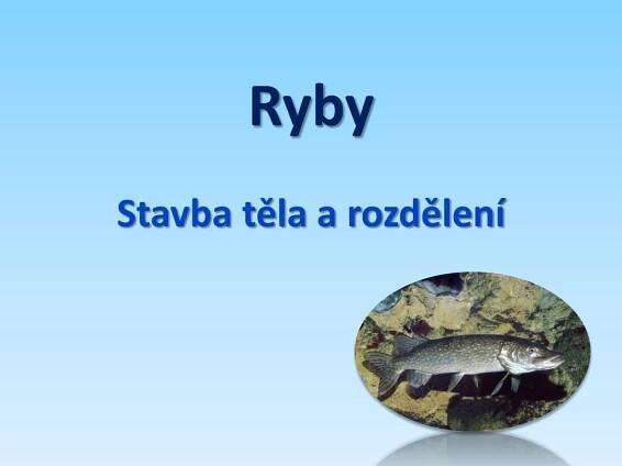PPT - Ryby PowerPoint Presentation, free download - ID:1981618