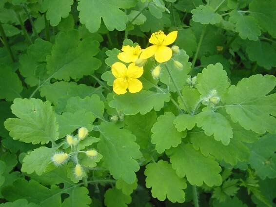 PKR/Chelidonium majus