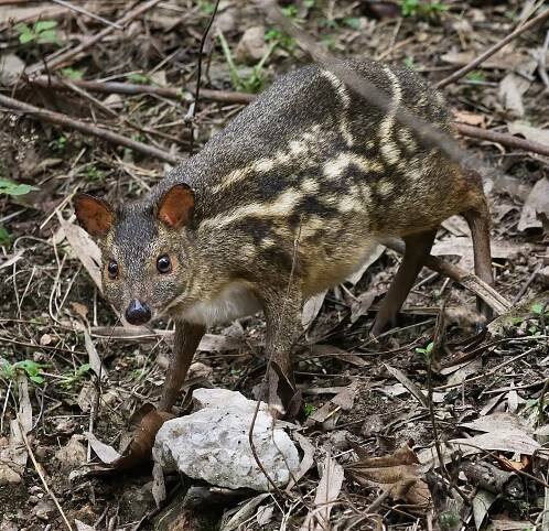 There are mammals in Kanha harder to spot than the tiger, but perhaps nothing as infinitely rare as the Indian Chevrotain (Moschiola indica), popularly known as the Mouse Deer, which Aaisa had the joy to sight and photograph while on safari just a fe