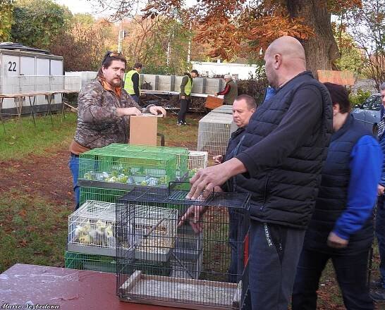 Blíží se chovatelské a bleší trhy ve Vyškově. Součástí je i exotické ptactvo