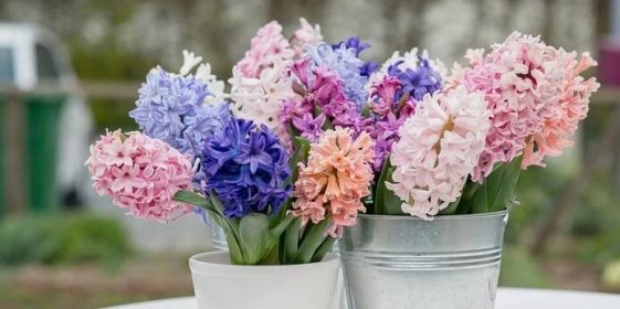 HYACINTY: Jak je pěstovat, aby dlouho kvetly?