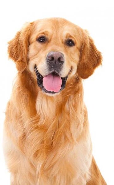 Golden Retriever Sitting with Tongue Out
