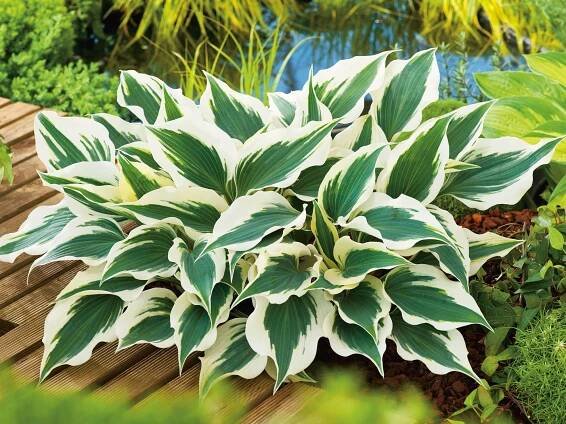 OBI Bohyška bílá/pestrá pr. květináče cca 13 cm Hosta nakoupit u OBI