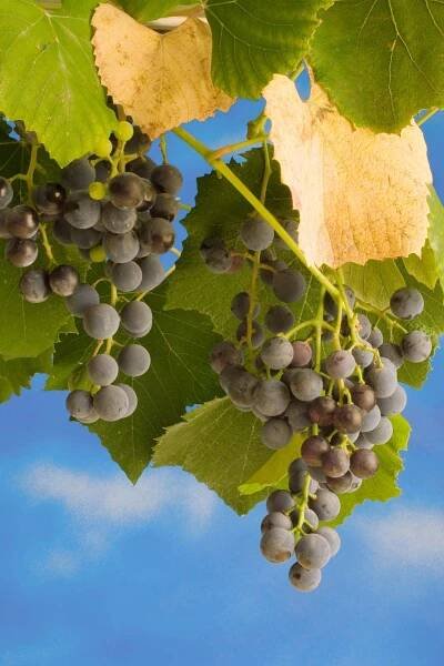 Grape | Taxonomy, Species, History, & Facts | Britannica