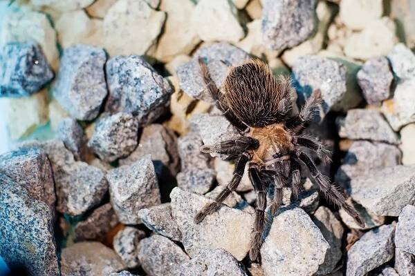 Brachypelma Verdezi﻿ - The Mexican Rose Grey Tarantula - Tarantula Friendly
