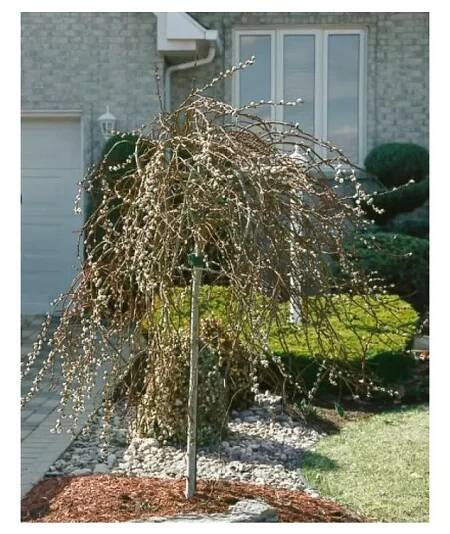 Salix caprea 'Curly Locks' km100 C4L