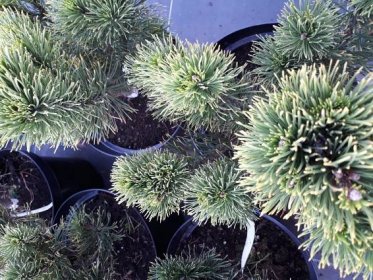 Pinus mugo Dezember Gold :: Zahradnictví Azalia