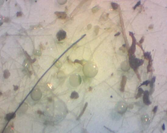 Brandes - Skidaway Institute of Oceanography