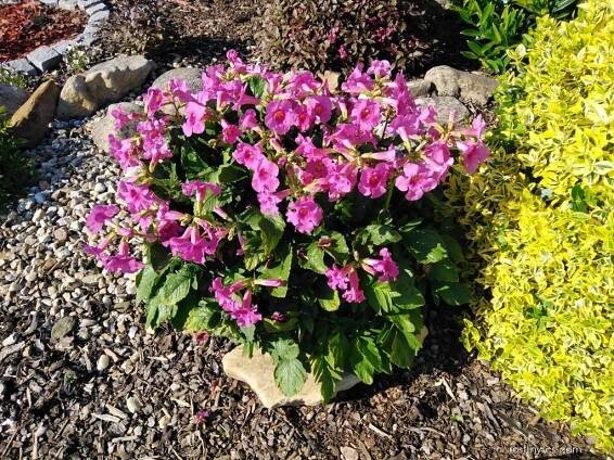 Atlas: bignoniaceae 1