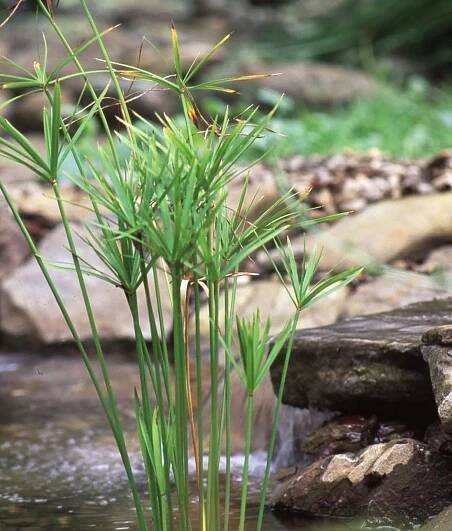 Dwarf Papyrus