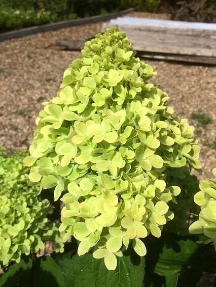 HYDRANGEA - HORTENZIE | Adametz s.r.o.