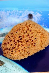 Zero waste: Minerální mořské houby na mytí | Žijeme homemade