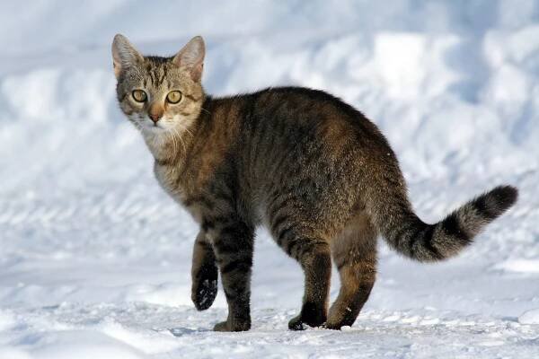 List of domesticated animals