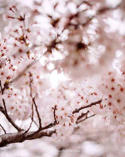 Shinjuku Gyoen Park in Tokyo Japan - Best for Sakura and Hanami (1)