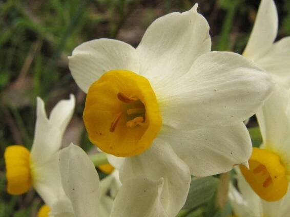 Narcissus tazetta