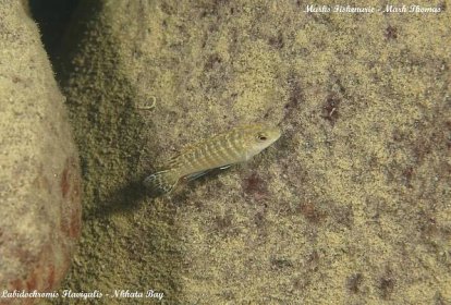 Labidochromis flavigulis | Malawi-cichlidy.cz.