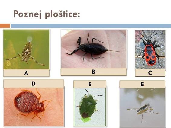 Vši, Ploštice – Materiály pro žáky ZŠ