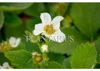 Jahodník jednouplodící 'Allegro' - Fragaria ananassa 'Allegro' Květník o průměru 9 cm