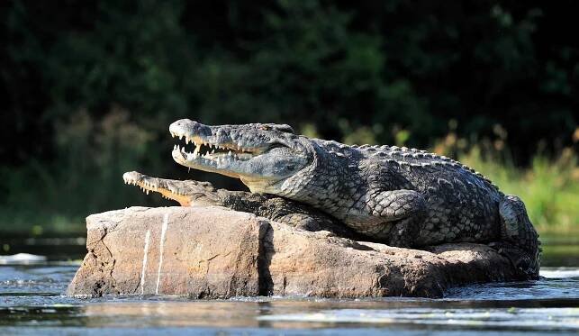 krokodýl nilský. dva krokodýli , kteří se otevřeli z tepla - crocodile - stock snímky, obrázky a fotky