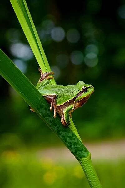 Rosnička zelená (Hyla arborea)