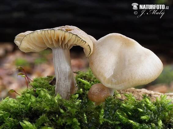 lysohlávka česká | Naturfoto.cz