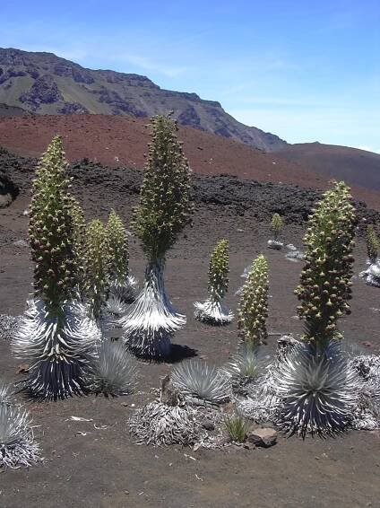 Argyroxiphium