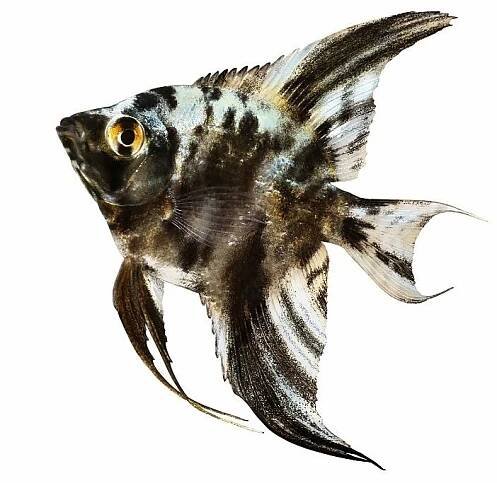 Ikan Angelfish