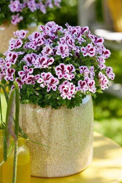 Inspiration Regal Geranium | Pelargonium Grandiflorum