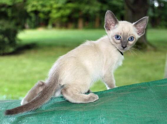 Felicia’s second litter at seven weeks