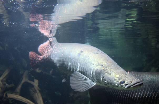 Soubor:Arapaima gigas captivity.jpg – Wikipedie