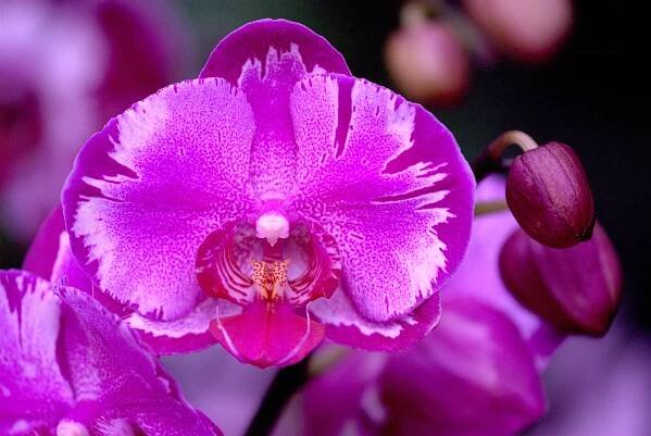 Botanická zahrada - orchideje -