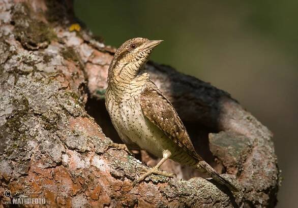 Krutihlav obecný | Naturfoto.cz