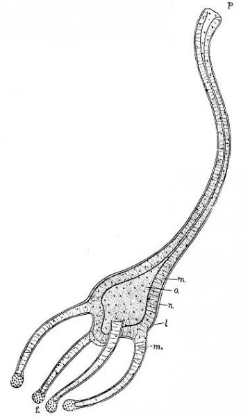 Cunina (hydrozoan)