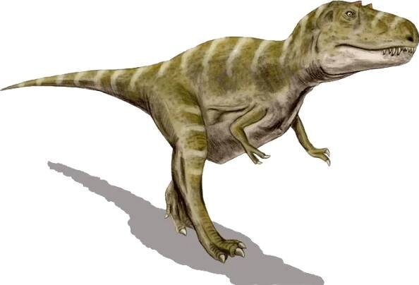 Gorgosaurus