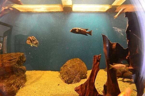 Minizoo Aqua Terra Štramberk - Kultura.cz