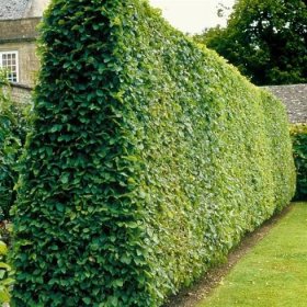 Živý plot z habru - sazenice  40-70 cm - Zahrada