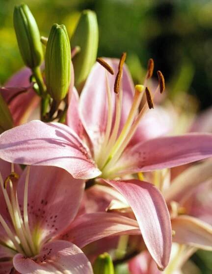 'Montreaux' Asiatic lily