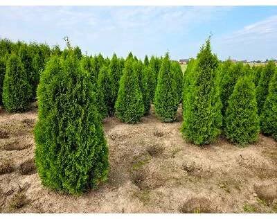 MULTIFLORA Thuje Smaragd Exclusive 160-180 cm