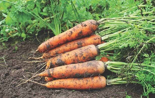 Carrots and parsnips masterclass: best expert content