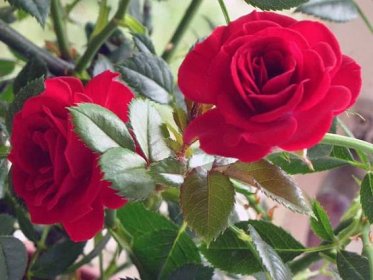 Péče o pokojové růže - transplantace a nemoci; vnitřní růže v zimě; pokojové růže po zakoupení