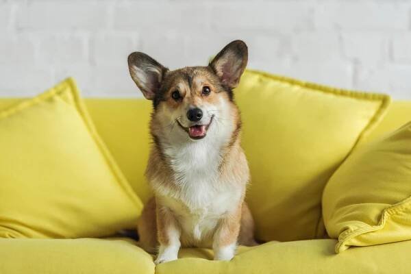Roztomilý corgi pes sedí na žluté pohovce doma a při pohledu na fotoaparát — Stock obrázek