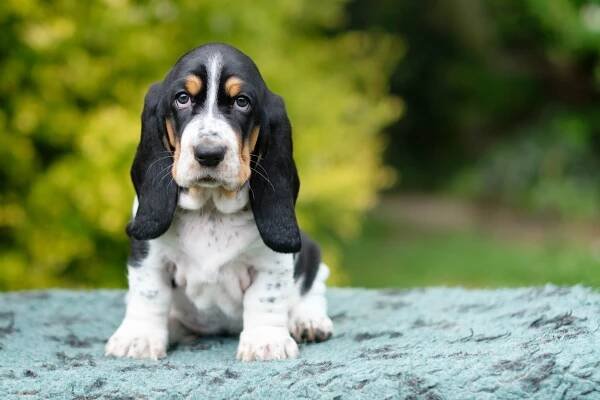 Will a Basset Hound Be Good With My Kids? Facts & FAQ